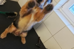 leckerli
