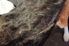 Schwarz3